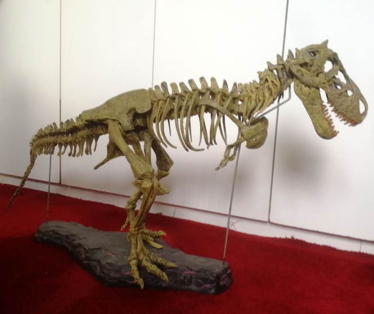 T-REX SKELETON 45"long Dinosaur Model kit 1/10 Scale Building STEM by B.C. Bones