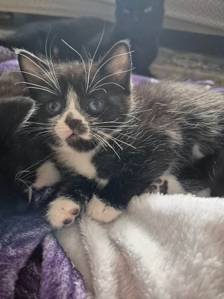 Kittens ready to go