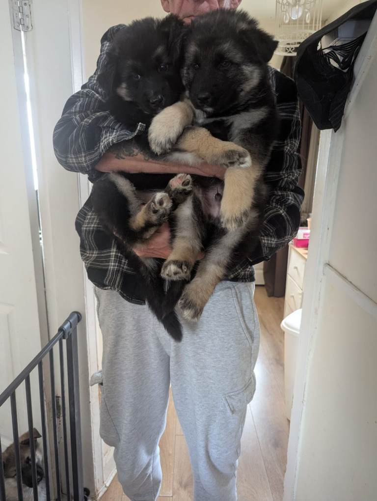 Puppies for sale