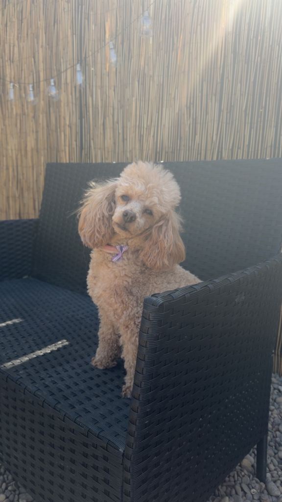 Toy poodle bitch 