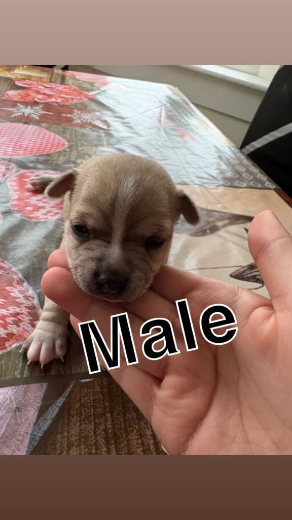 Chihuahua pup for sale 