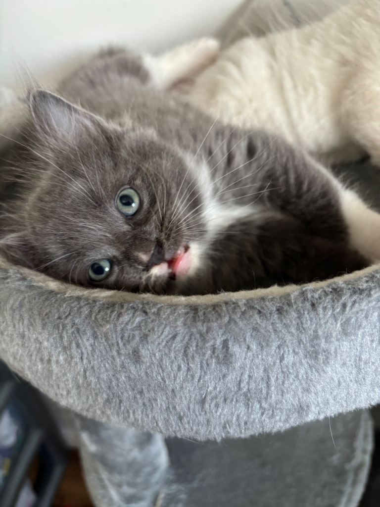 Ragdoll kittens born 10/07/26 1 left 
