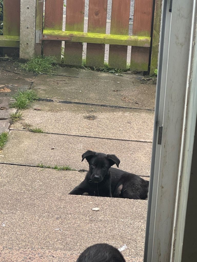 German Shepherd Cross Pups