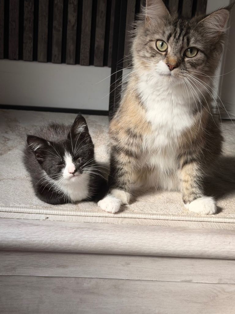 One black and white male left 