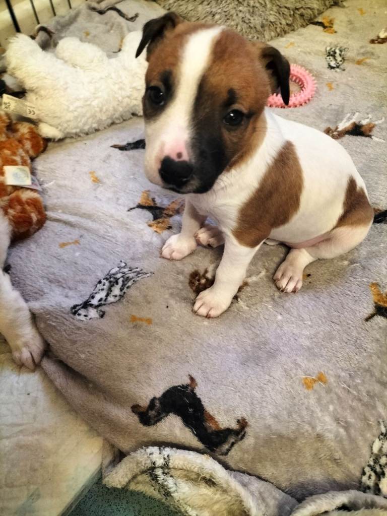 1 PUPPY LEFT READY TO LEAVE 