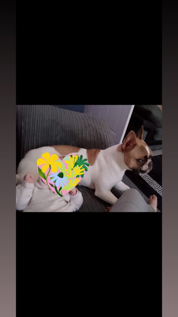 French bulldog female 