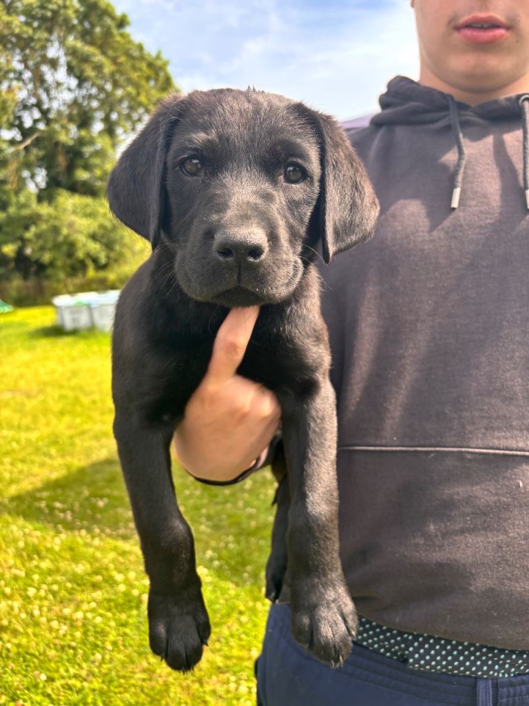 Beautiful Black Labrador puppies for sale
