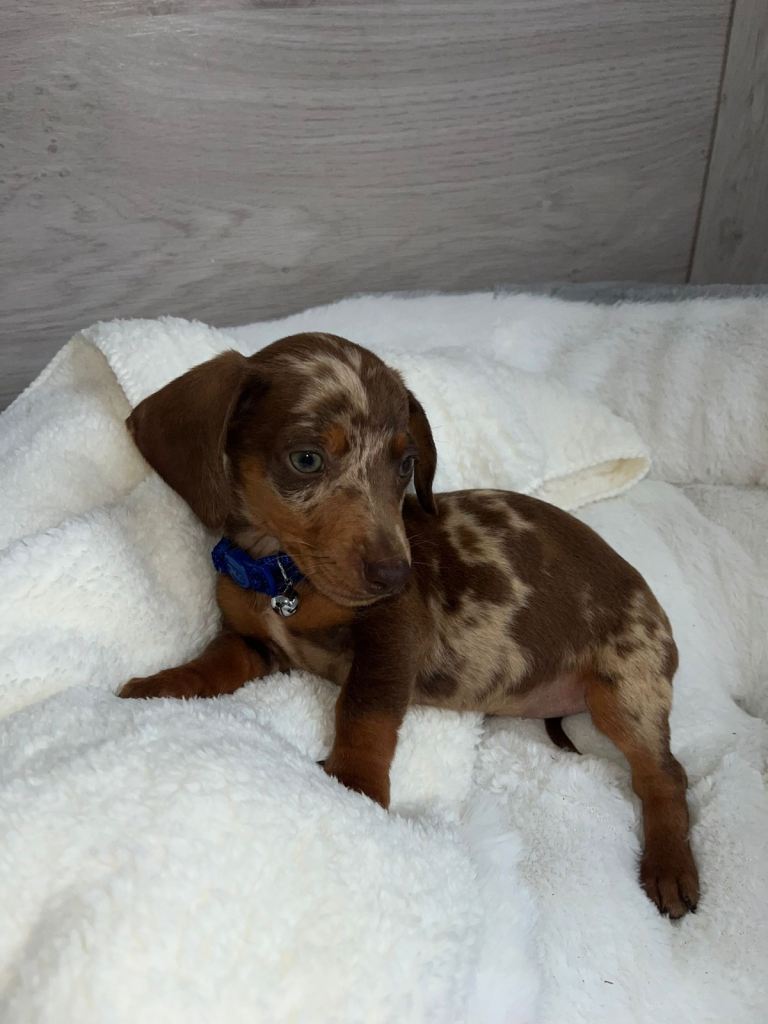 Miniature dachshund 