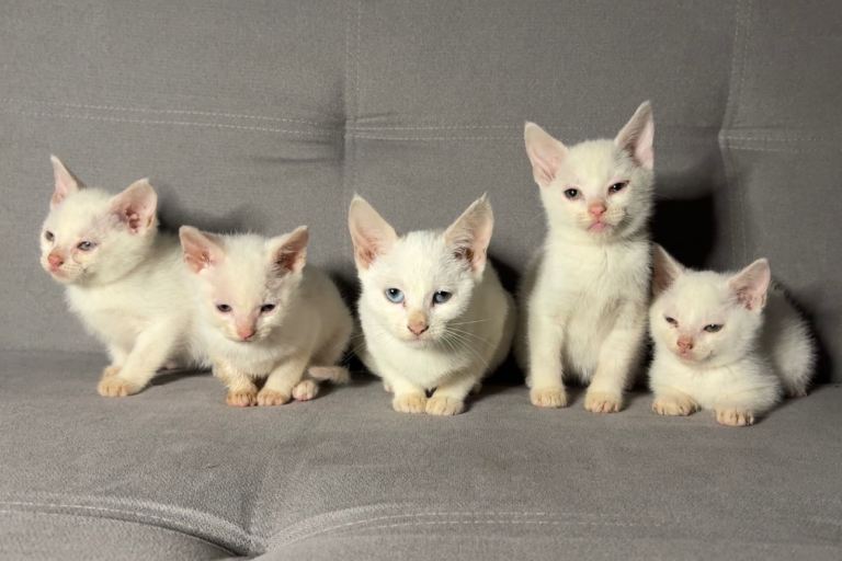 🌸 Beautiful Pure Breed Turkish Angora Kittens Ready for Rehoming 🌸