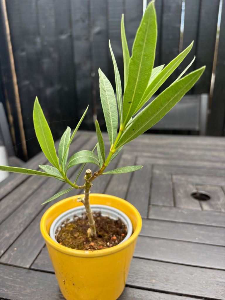 Young oleander – Healthy and Growing