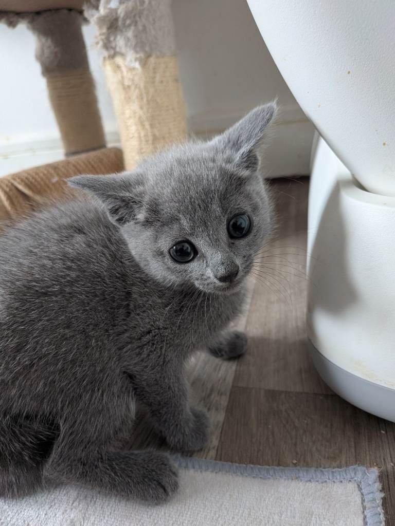 Last Stunning Russian Blue Girl 🩶