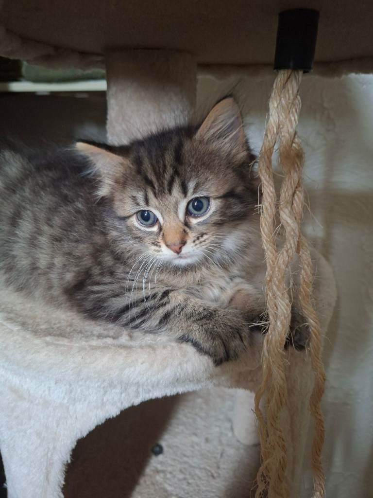 Adorable blue eyes, Tabby Kitten Ready in 3 weeks for a Loving Home