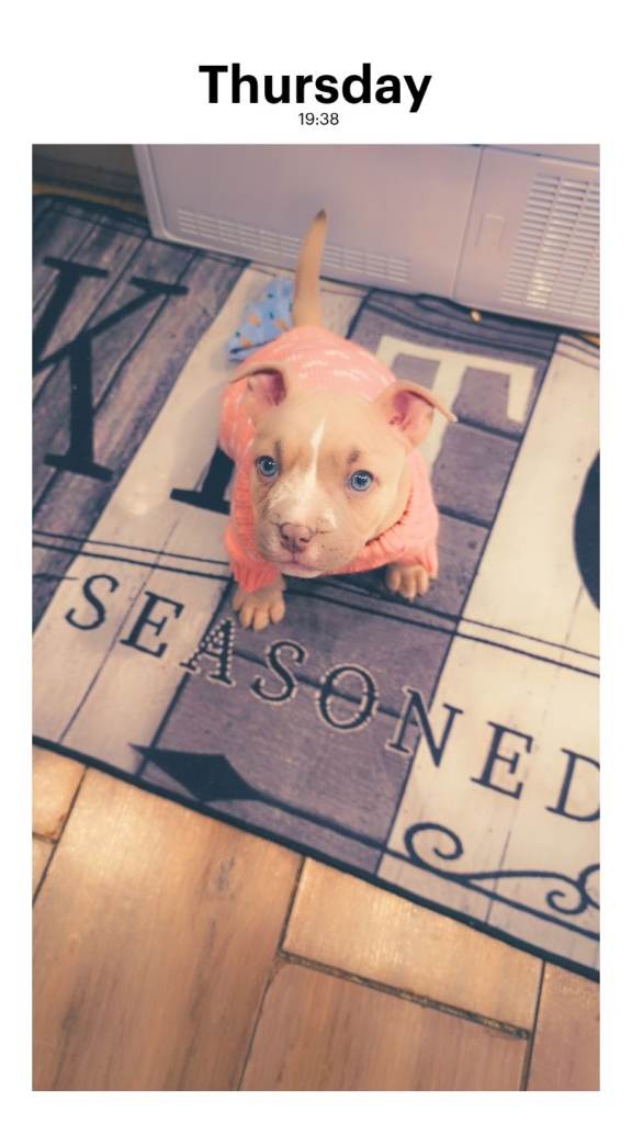 Pocket bully puppy 