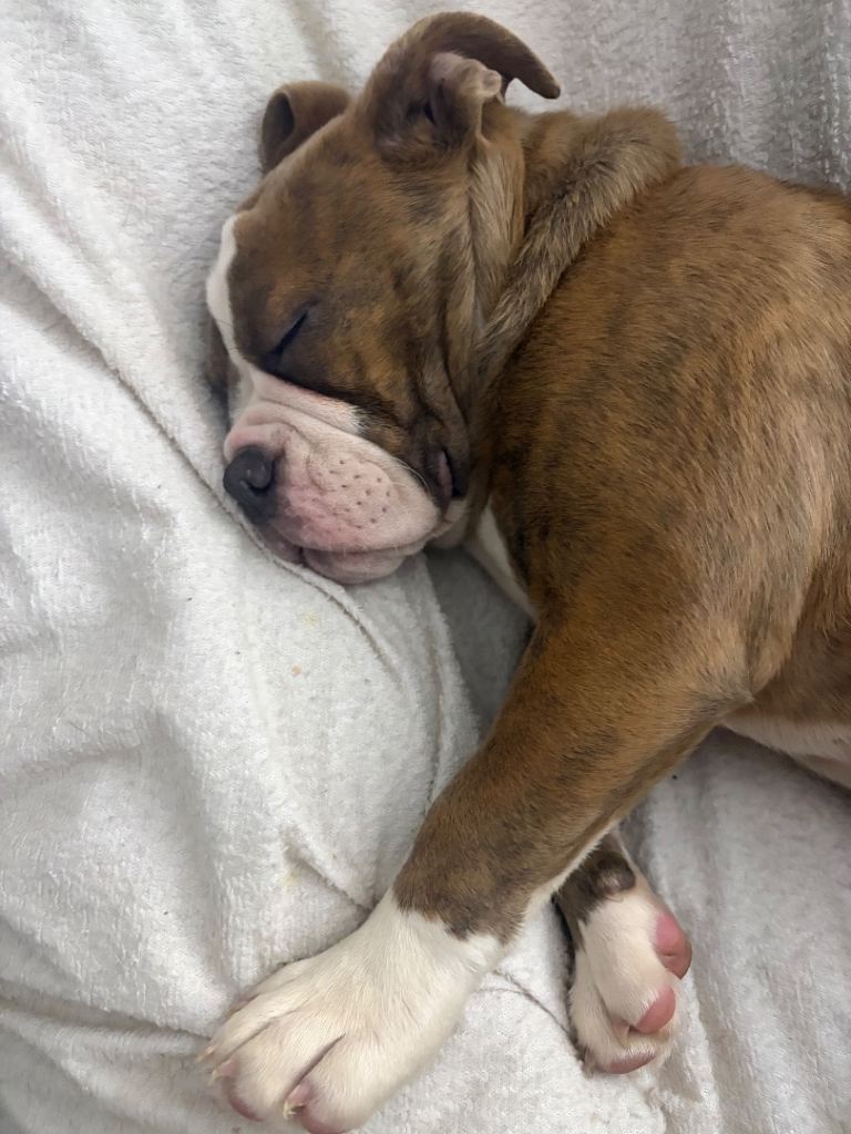 Olde English Bulldog