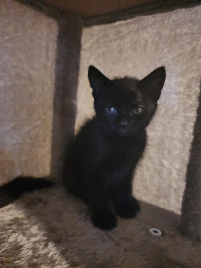 available black and white and all black 