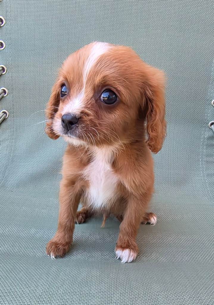 Beautiful cavapoo puppies last boy