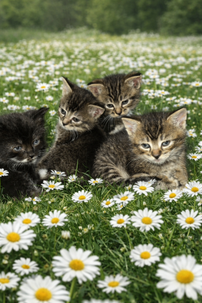 Kittens for sale 