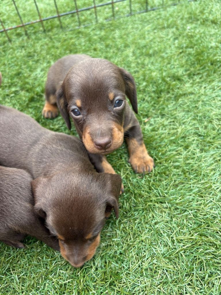 Ready now kc registered mini dachshunds 2 left 🐾🐶