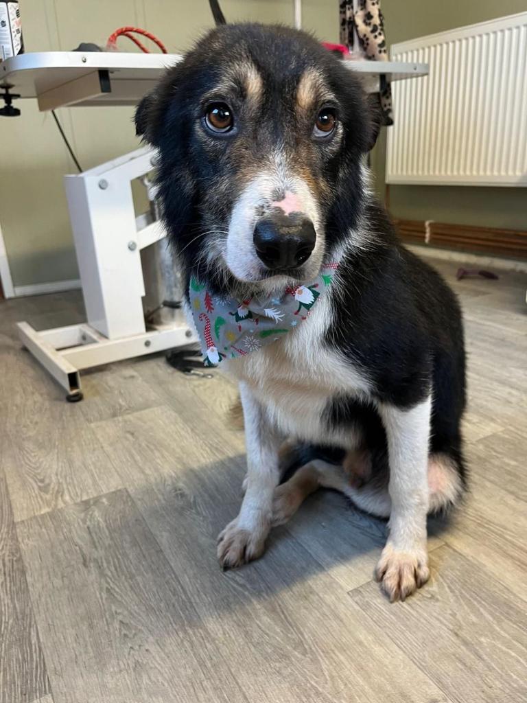Male Collie Dog