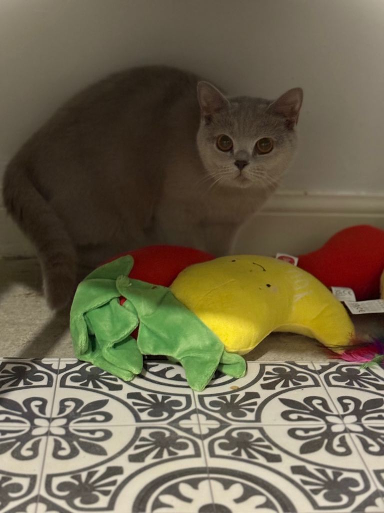 GCCF Registered British Shorthair – Lilac Female – £500