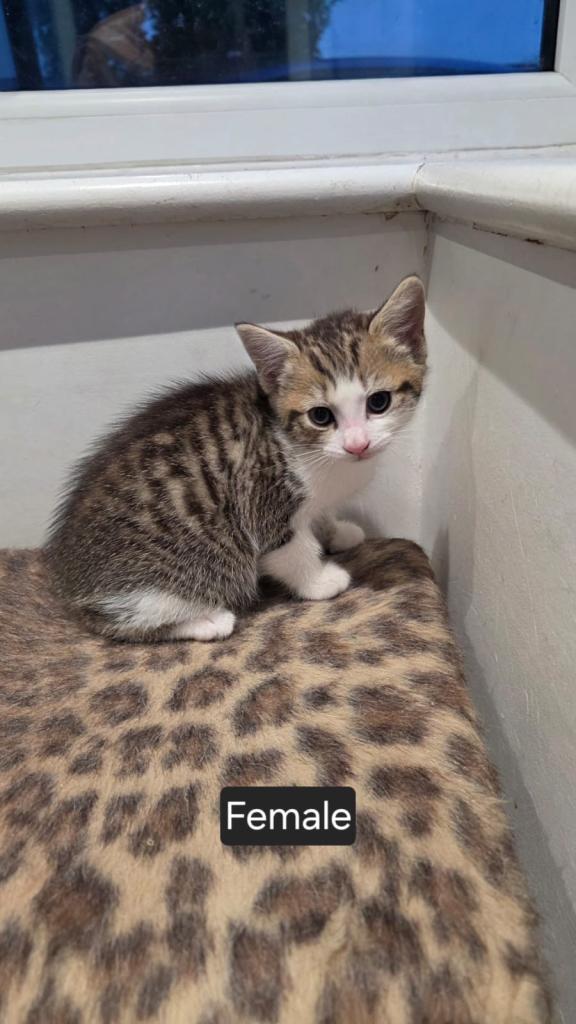 Bengal xtabby kittens 
