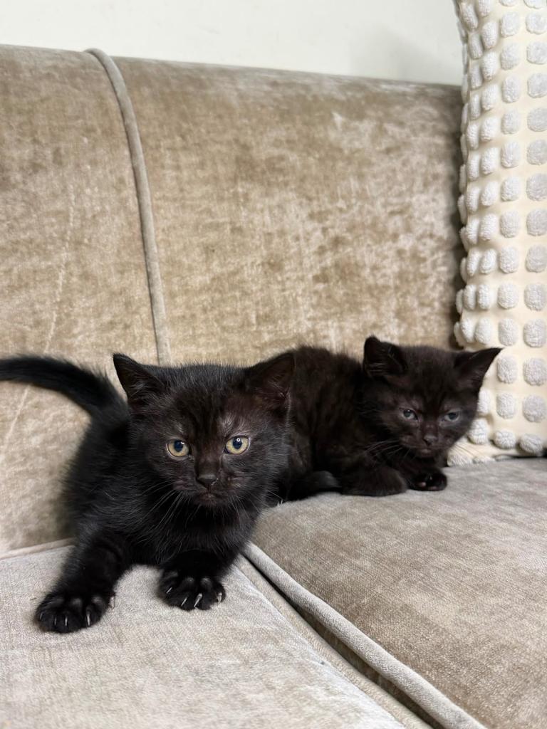 Male kitten 1 left 