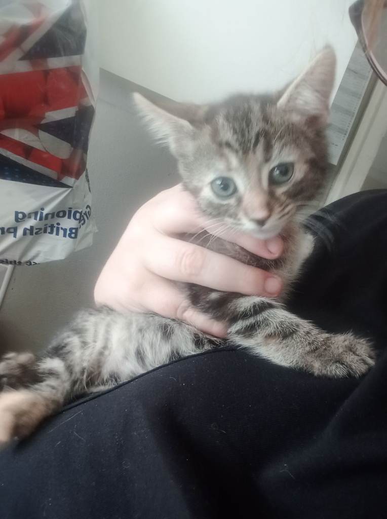 KITTENS 