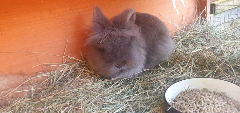 Lion head rabbits