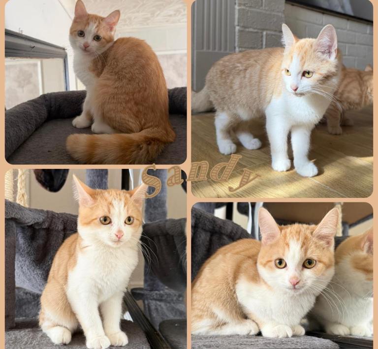 Two beautiful little ginger kittens!!