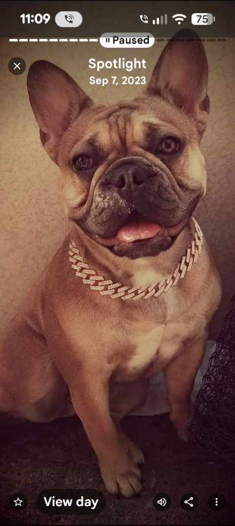 French bulldog 