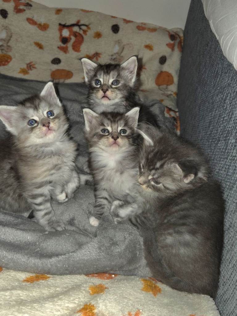 Beautiful Maine Coon Kittens for Sale