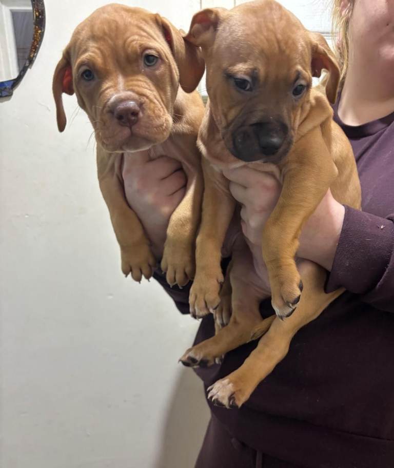 Cute Bull/Lurcher Puppies, male and female for sale