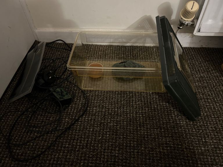 baby snake vivarium starter set