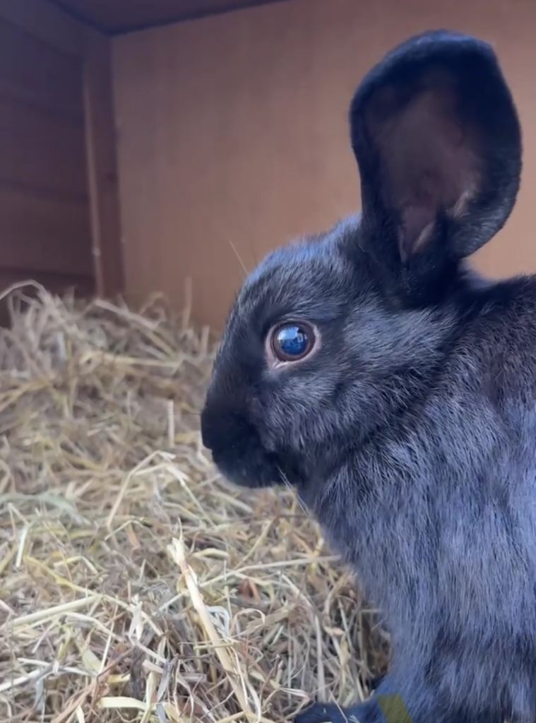 2 beautiful loo rabbits 