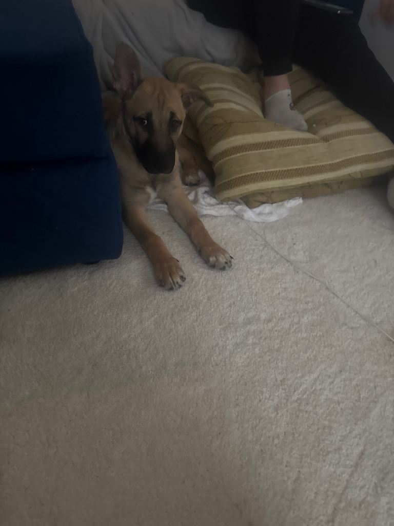 Puppy 15 weeks old ready for forever home