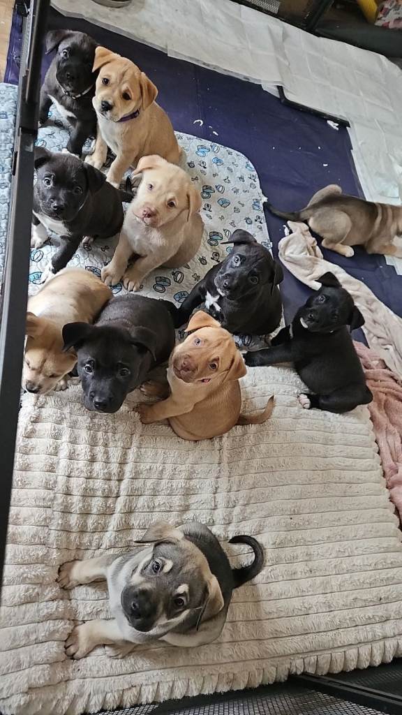 1 Male left & ready - Mix Breed, Husky/Corso X Akita/Staff,