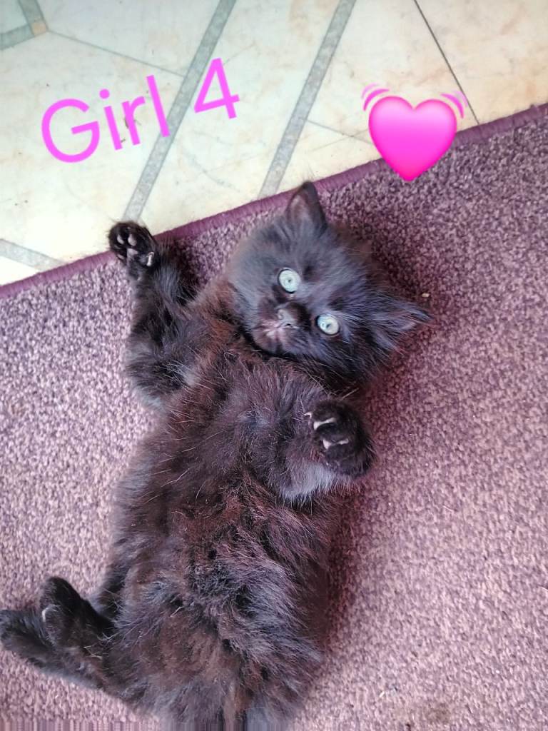 Kittens
