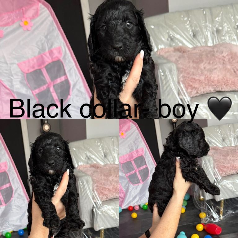 Adorable cockapoo - only 1 boy left !!  