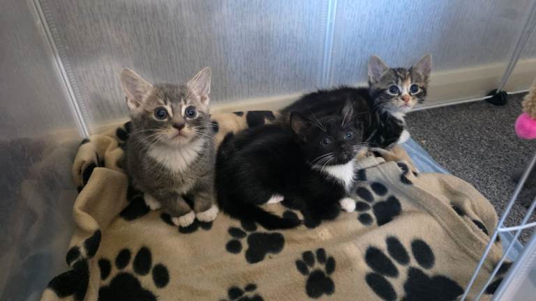 Beautifull kittens