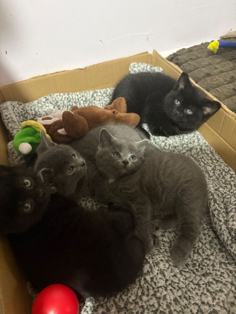 4 kittens for sale