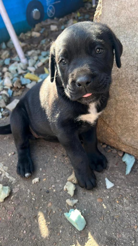Cane Corso
