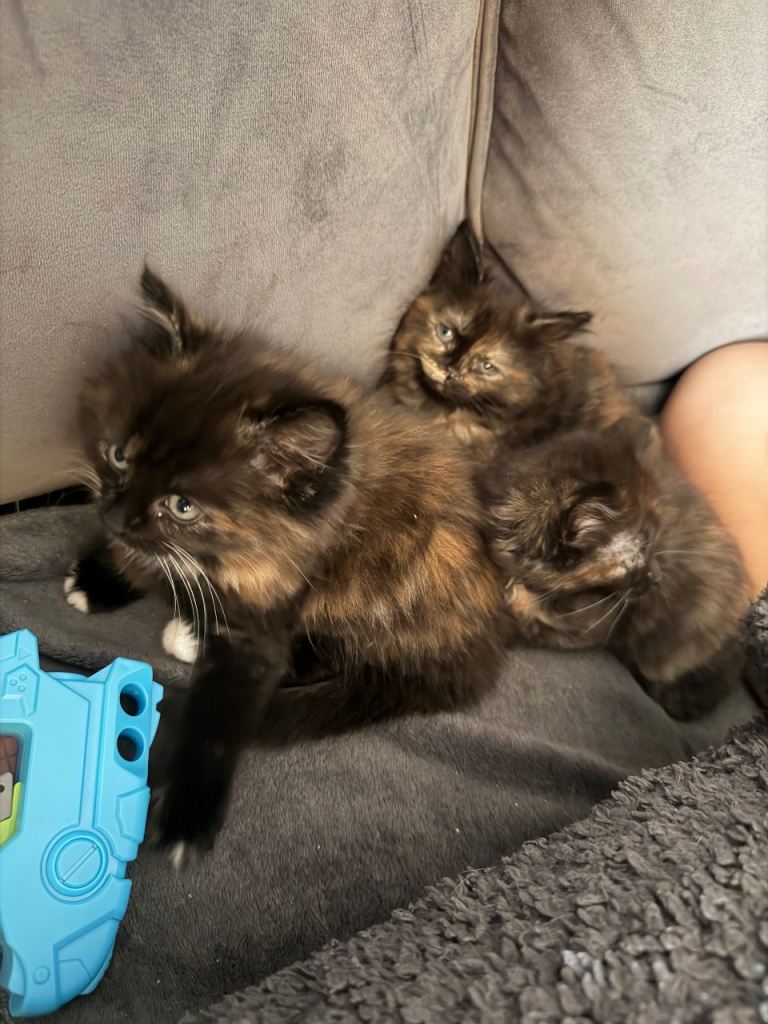 Cute adorable kittens 