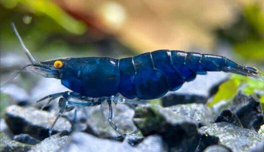 Rare High Grade Orange Eye Blue Devil Shrimp