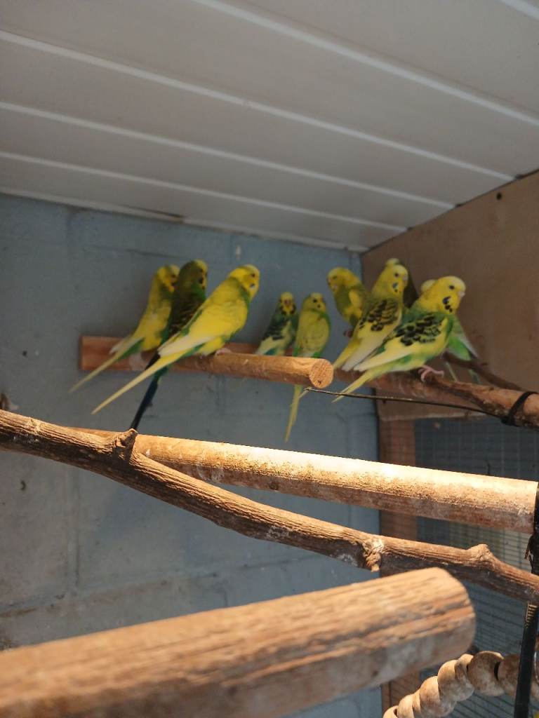 Budgies for sale mainly hens