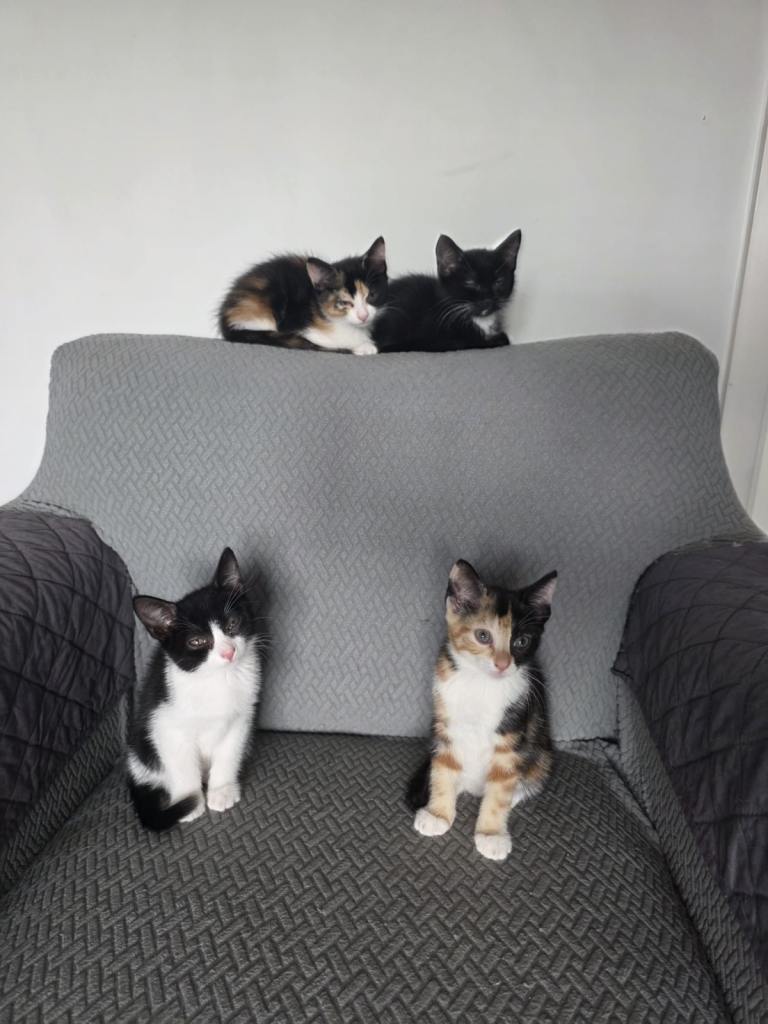 Kittens for sale