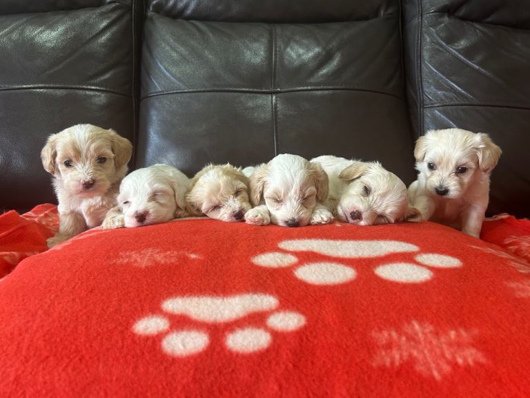6 Beautiful maltipoo puppies