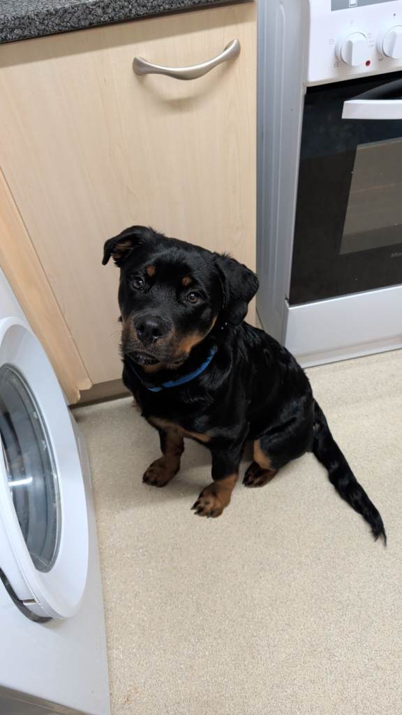 Rottweiler puppy
