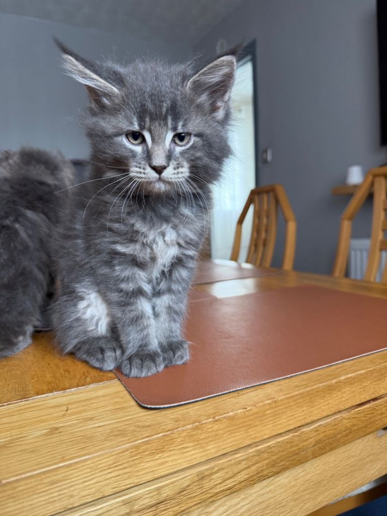 Maine Coon