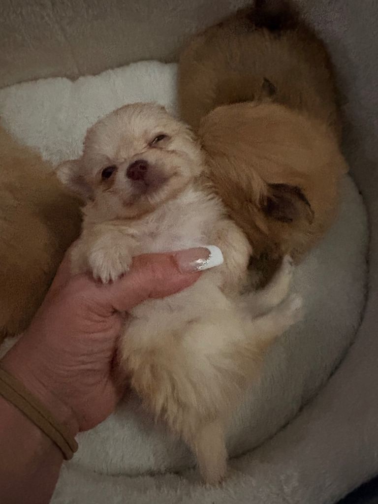🐾🐾🐾🐾Pomchi READY NOW!! 3 left *****
