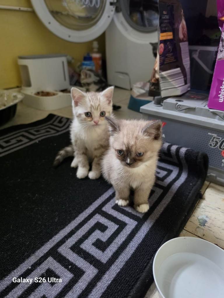 Beautiful Kittens Looking for Loving Homes 🐾